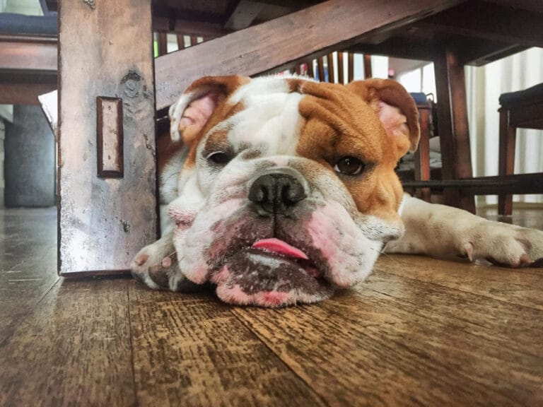 Gryzienie mebli przez&nbsp;psa: 7 prostych sposobów, by&nbsp;oduczyć psa niszczenia w&nbsp;domu