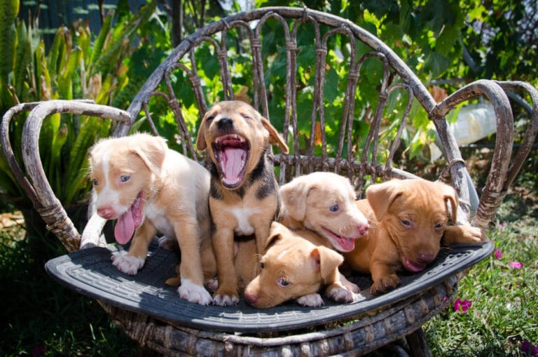 Lista Kontrolna 100 Bodźców: Jak zapoznać szczeniaka z&nbsp;otoczeniem?