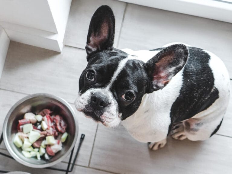 Mit czy&nbsp;fakt? naukowe podstawy i&nbsp;kontrowersje wokół diety surowej (BARF) – monograficzna analiza