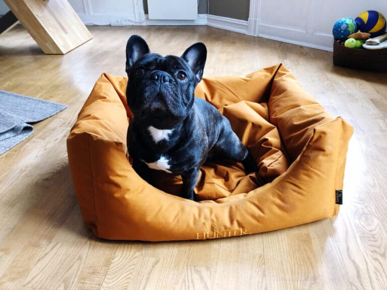 Komenda „Na&nbsp;miejsce”: Jak uczyć psa relaksu w&nbsp;legowisku lub klatce kennelowej.