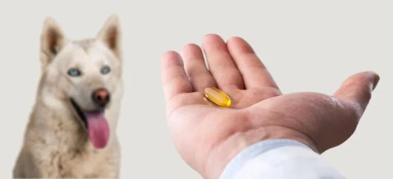 Glukozamina i Chondroityna: Kiedy i jak stosować chondroprotektory? Przewodnik po suplementach na stawy dla psa.