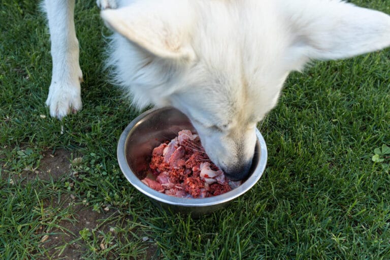 BARF a&nbsp;alergie pokarmowe: dieta eliminacyjna, wybór białka i&nbsp;leczenie złożonych dermatoz