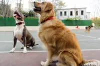 Jak szybko nauczyć psa przywołania? 3 metody działające w&nbsp;99% przypadków