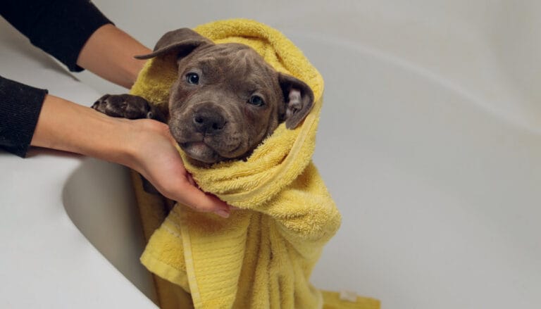 Jak prawidłowo kąpać psa w&nbsp;domu? Poradnik krok po&nbsp;kroku, wybór szamponu i&nbsp;metody na&nbsp;lęk przed&nbsp;wodą