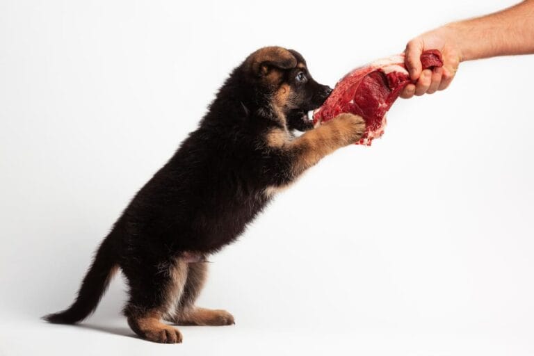 Surowe mięso dla psa: jak kupować, przechowywać i&nbsp;mrozić, by&nbsp;zabić pasożyty i&nbsp;bakterie (higiena w&nbsp;kuchni BARF)