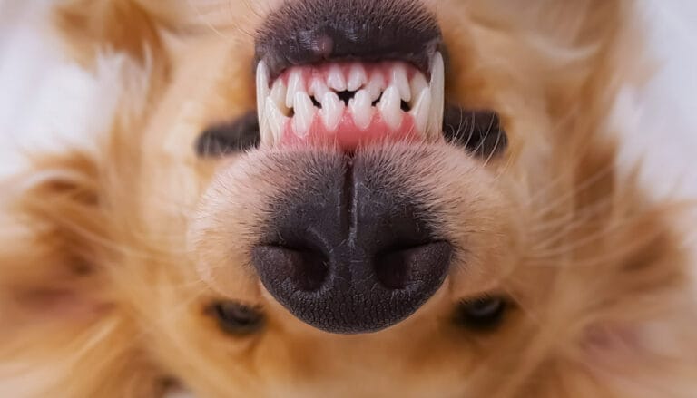 Pielęgnacja zębów u psa: jak uniknąć kamienia nazębnego – 5 sprawdzonych domowych metod