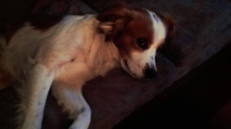 Ciąża urojona (Pseudocyesis): przewodnik po&nbsp;mechanizmach hormonalnych, diagnozie i&nbsp;leczeniu