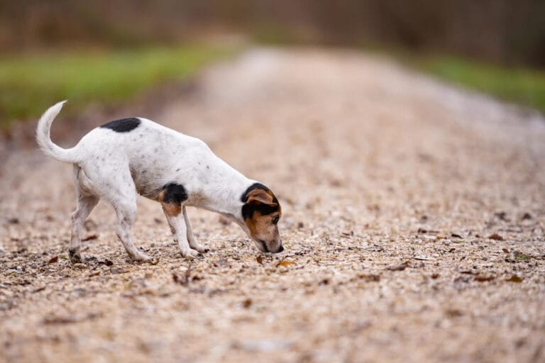 Dlaczego pies zjada nieczystości (koprofagia) – przyczyny i&nbsp;skuteczne strategie korekty