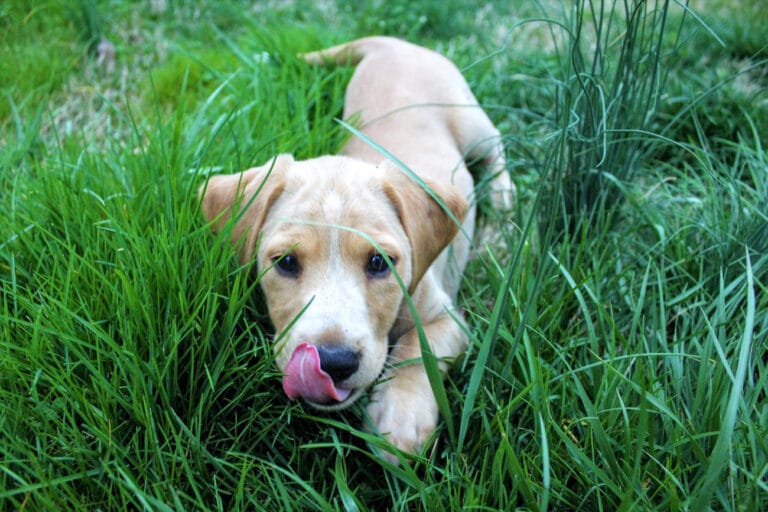 Dlaczego psy jedzą trawę? Prawda i&nbsp;mity o&nbsp;trawieniu, nudnościach i&nbsp;potrzebach żywieniowych