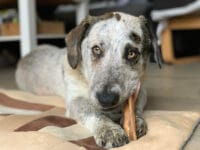 Gryzaki dentystyczne: mit czy&nbsp;ratunek dla psich zębów? Kompleksowy ranking skuteczności i&nbsp;bezpieczeństwa