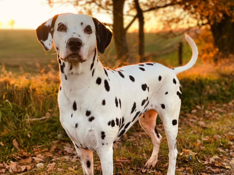 Kamica Moczanowa u&nbsp;psa: predyspozycje, objawy i&nbsp;dieta lecznicza