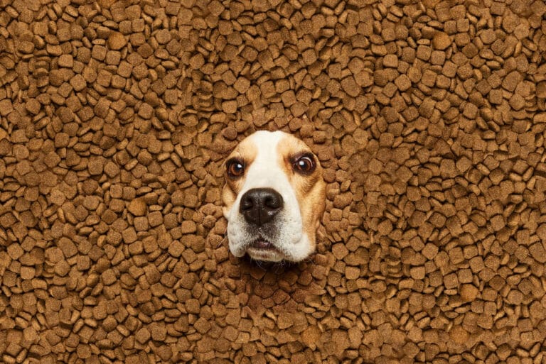 Karma sucha dla psów kastrowanych: klucz do&nbsp;kontroli wagi i&nbsp;długowieczności