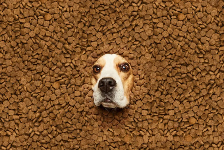 Karma sucha dla psów kastrowanych: klucz do kontroli wagi i długowieczności