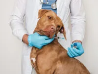 Parwowiroza i&nbsp;Nosówka: aktualny kalendarz szczepień, objawy i&nbsp;śmiertelność – Wiedza dla Właściciela Psa