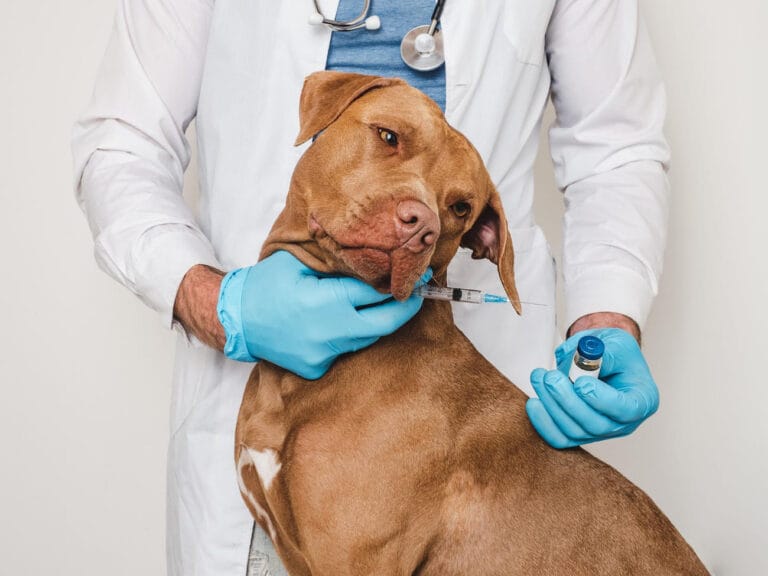 Parwowiroza i&nbsp;Nosówka: aktualny kalendarz szczepień, objawy i&nbsp;śmiertelność – Wiedza dla Właściciela Psa