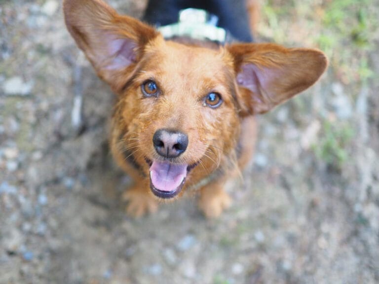 Test DNA dla kundelka: czy&nbsp;warto? Analiza kosztów i&nbsp;korzyści dla zdrowia