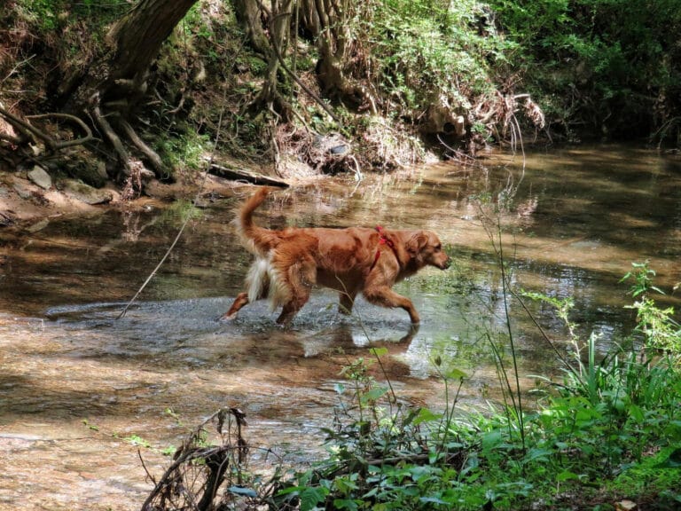 Ugryzienie żmii zygzakowatej i&nbsp;węży jadowitych: pierwsza pomoc, objawy i&nbsp;procedura ratunkowa
