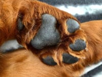 Uraz łapy: co&nbsp;robić, gdy&nbsp;pies złamie pazur, rozetnie poduszkę lub skaleczy się szkłem?