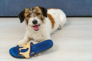 Wady posiadania psa: czy&nbsp;jesteś gotów na&nbsp;poświęcenia?