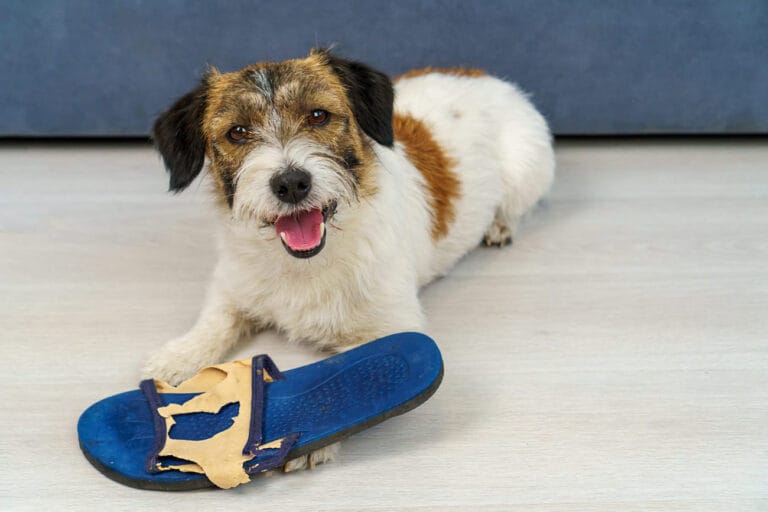 Wady posiadania psa: czy&nbsp;jesteś gotów na&nbsp;poświęcenia?