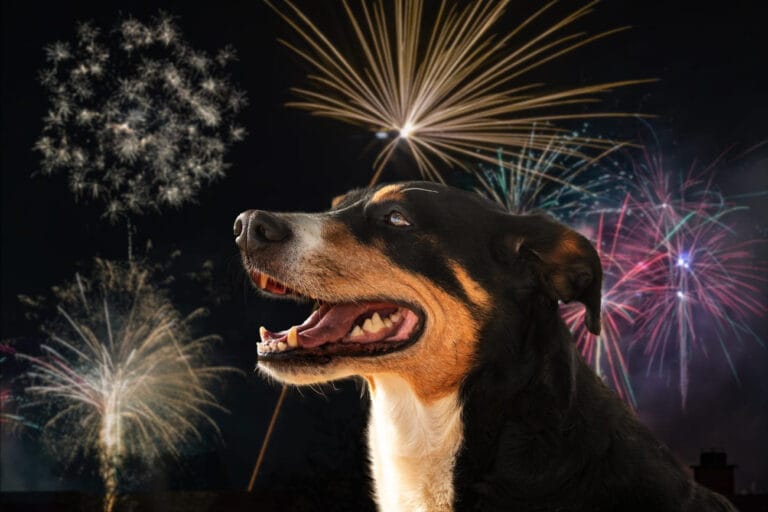 Wsparcie farmakologiczne i&nbsp;suplementacyjne psa w&nbsp;sylwestra