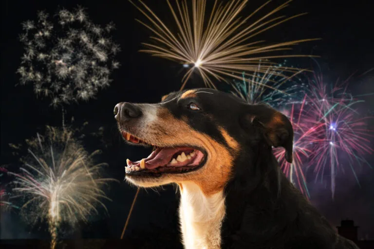 Wsparcie farmakologiczne i suplementacyjne psa w sylwestra