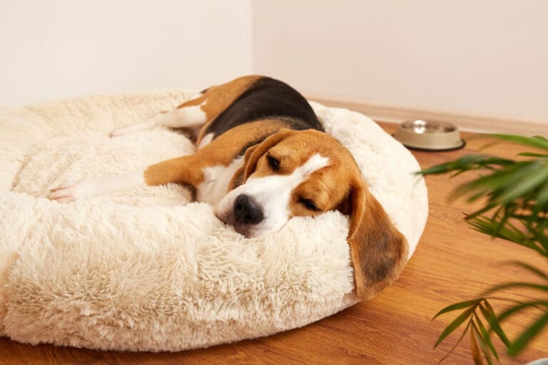 Wyciszanie emocji: jak uczyć psa spokoju po&nbsp;zabawie lub powrocie właściciela – kontrola ekscytacji i&nbsp;samoregulacja