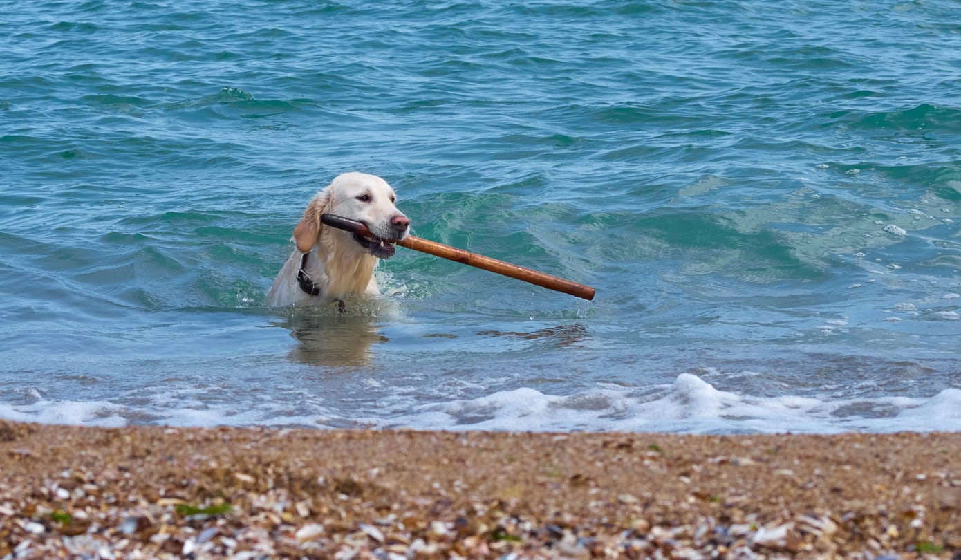 pies z patykiem w morzu