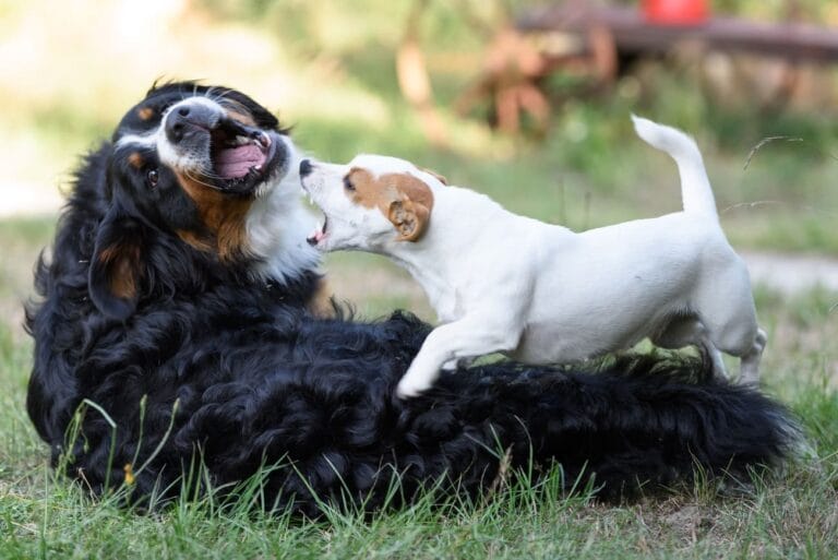 Fazy rozwoju psa: kształtowanie mózgu i&nbsp;psychiki szczeniaka