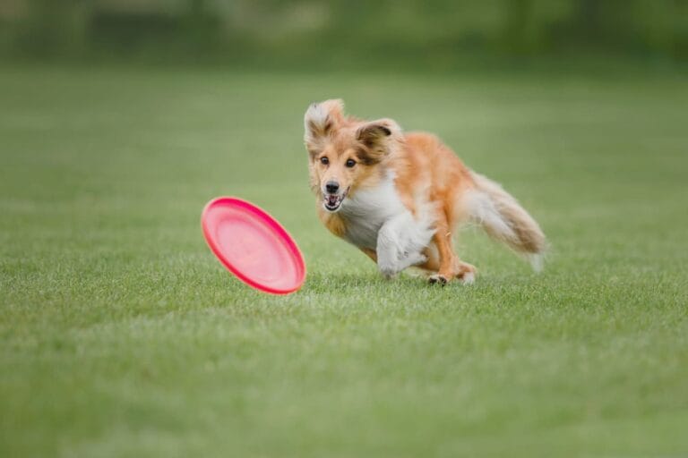 Dog Frisbee: Podniebne ewolucje i&nbsp;radosna pogoń. Jak zacząć przygodę z&nbsp;latającym talerzem?