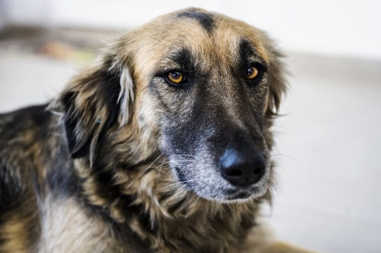 Kiedy pies staje się seniorem – jak zmienia się opieka i&nbsp;na&nbsp;co&nbsp;zwracać uwagę