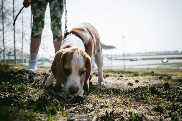 Nosework: Detektywistyczna przygoda w&nbsp;Twoim domu. Dlaczego praca nosem to&nbsp;najlepszy trening dla każdego psa?
