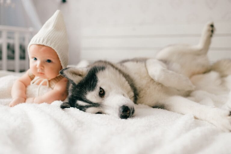 Pies i&nbsp;noworodek w&nbsp;domu – jak przygotować psa na&nbsp;przyjście dziecka