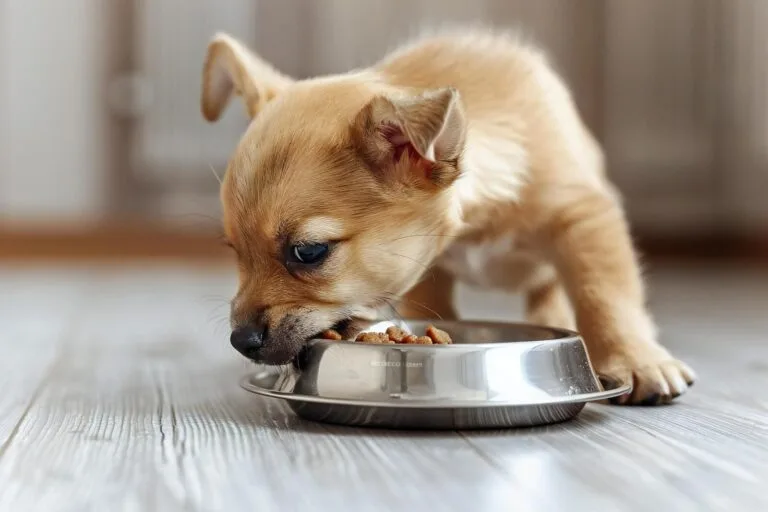 Pies niejadek czy mały manipulator? Jak zachęcić psa do jedzenia karmy i nie zwariować