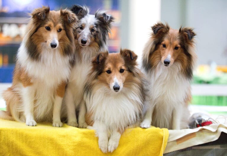 Suplementacja „urodowa” dla psów wystawowych i&nbsp;ras długowłosych – Biotyna, cynk i&nbsp;mączka z&nbsp;krewetek