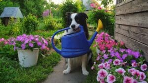 Ogród przyjazny psu: przewodnik po&nbsp;bezpiecznych roślinach, projektowaniu i&nbsp;psiej naturze